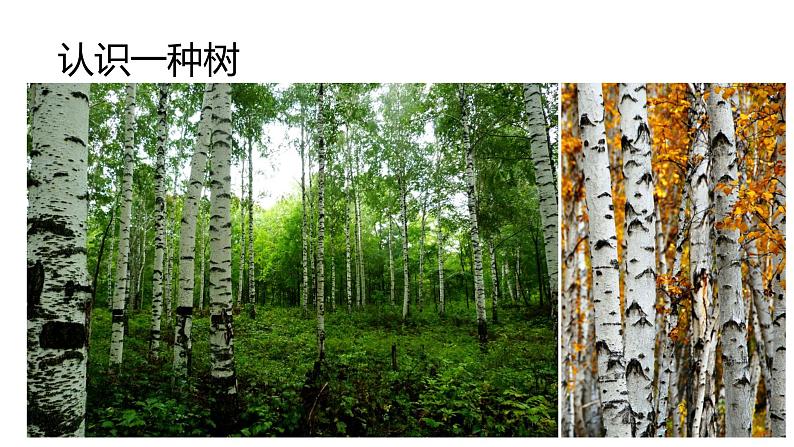 3 《白桦林》课件课后服务 美术社团活动第7页