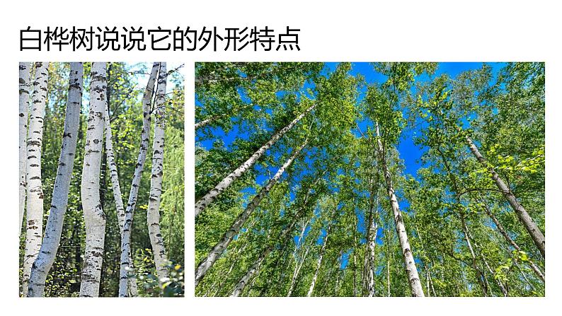 3 《白桦林》课件课后服务 美术社团活动第8页