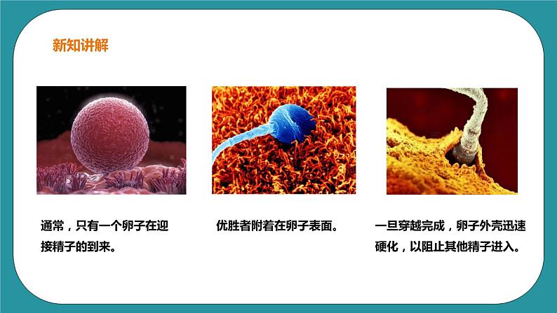 生命教育 四年级第一单元第一课时《我从哪里来》课件第7页