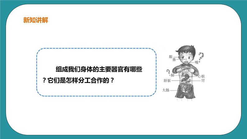 1《奇妙的身体》 课件+教案 生命教育3年级05