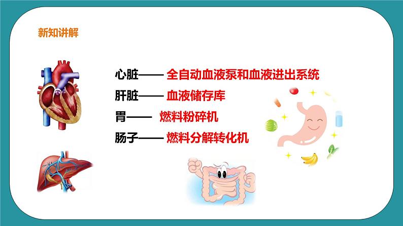 1《奇妙的身体》 课件+教案 生命教育3年级07