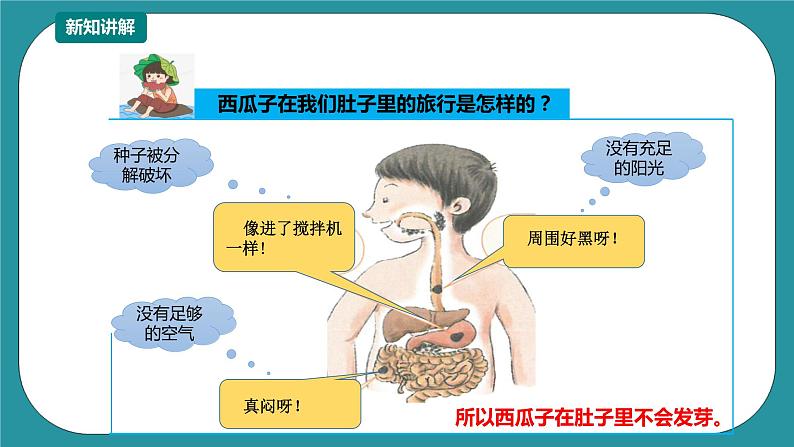 第1课《西瓜子的“旅行”》 课件+教案 川教版生命生态安全一下07