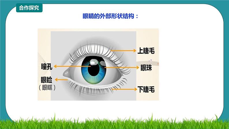 第12课《常见眼病及预防》 课件+教案 川教版生命生态安全六年级06