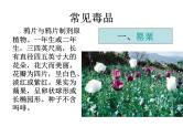 禁毒教育（课件）小学安全教育主题班会