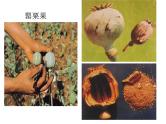 禁毒教育（课件）小学安全教育主题班会