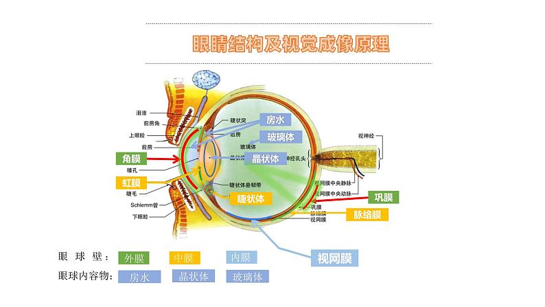 近视防控主题班会课件PPT第4页