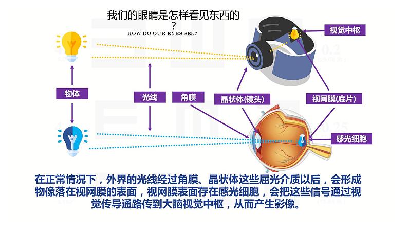 近视防控主题班会课件PPT第5页