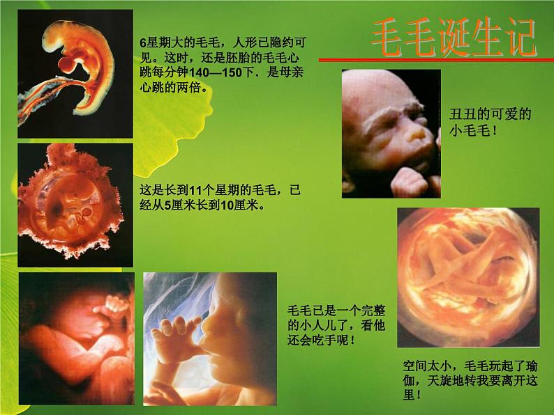 珍爱生命-课件第3页