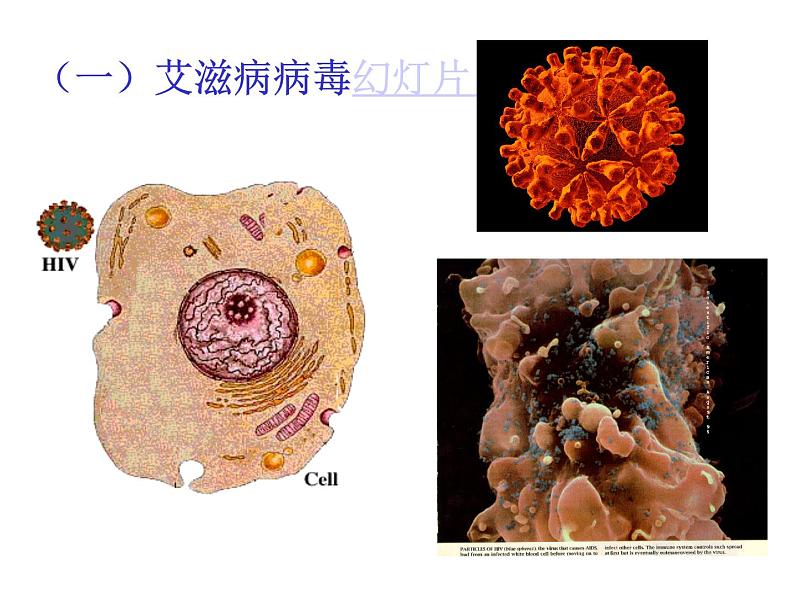 中小学心理健康教育主题班会课件《艾滋病基本知识B》第7页