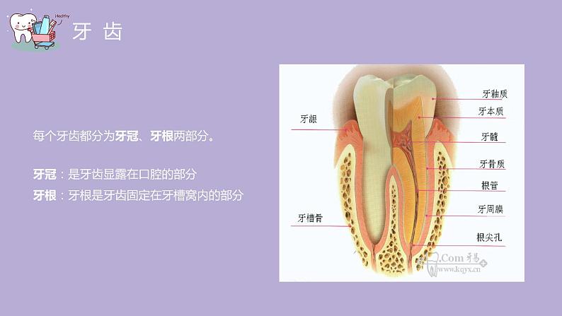 4第四周：爱牙日主题（课件）第6页