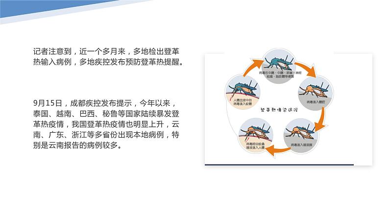 登革热多国近期高发、出现死亡病例（课件）-小学生安全教育主题班会08