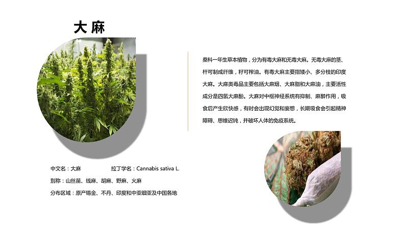 珍爱生命远离毒品主题班会含视频课件08