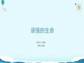 主題班會 小學(xué) 心理健康 《頑強(qiáng)的生命》課件
