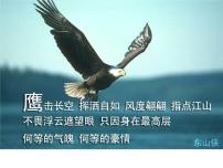 鹰——高中理想励志教育主题班会课件