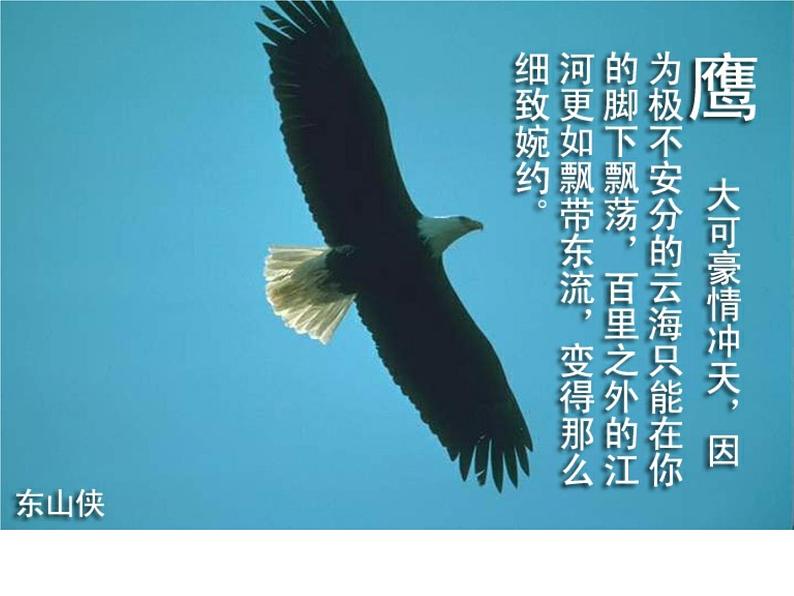鹰——高中理想励志教育主题班会课件第2页