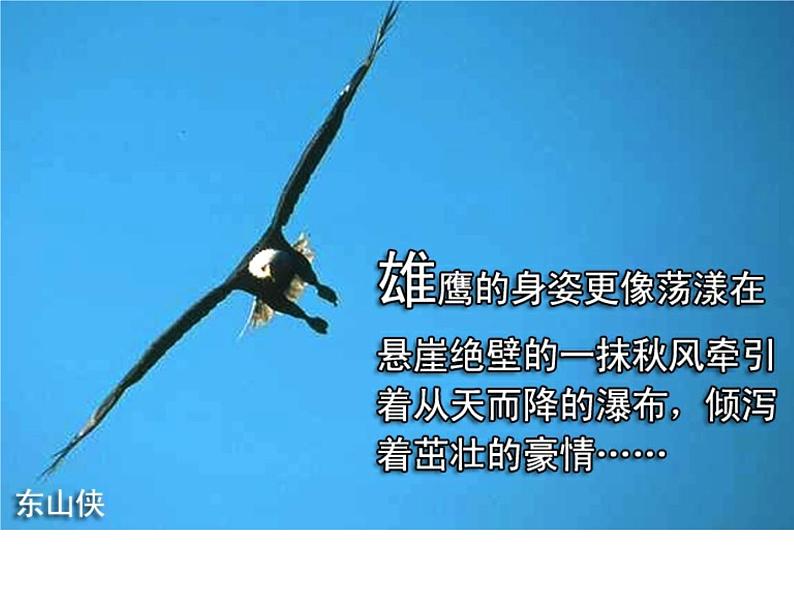 鹰——高中理想励志教育主题班会课件第3页