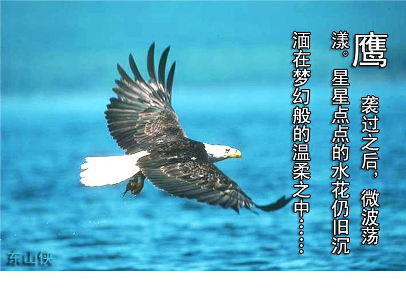 鹰——高中理想励志教育主题班会课件第4页
