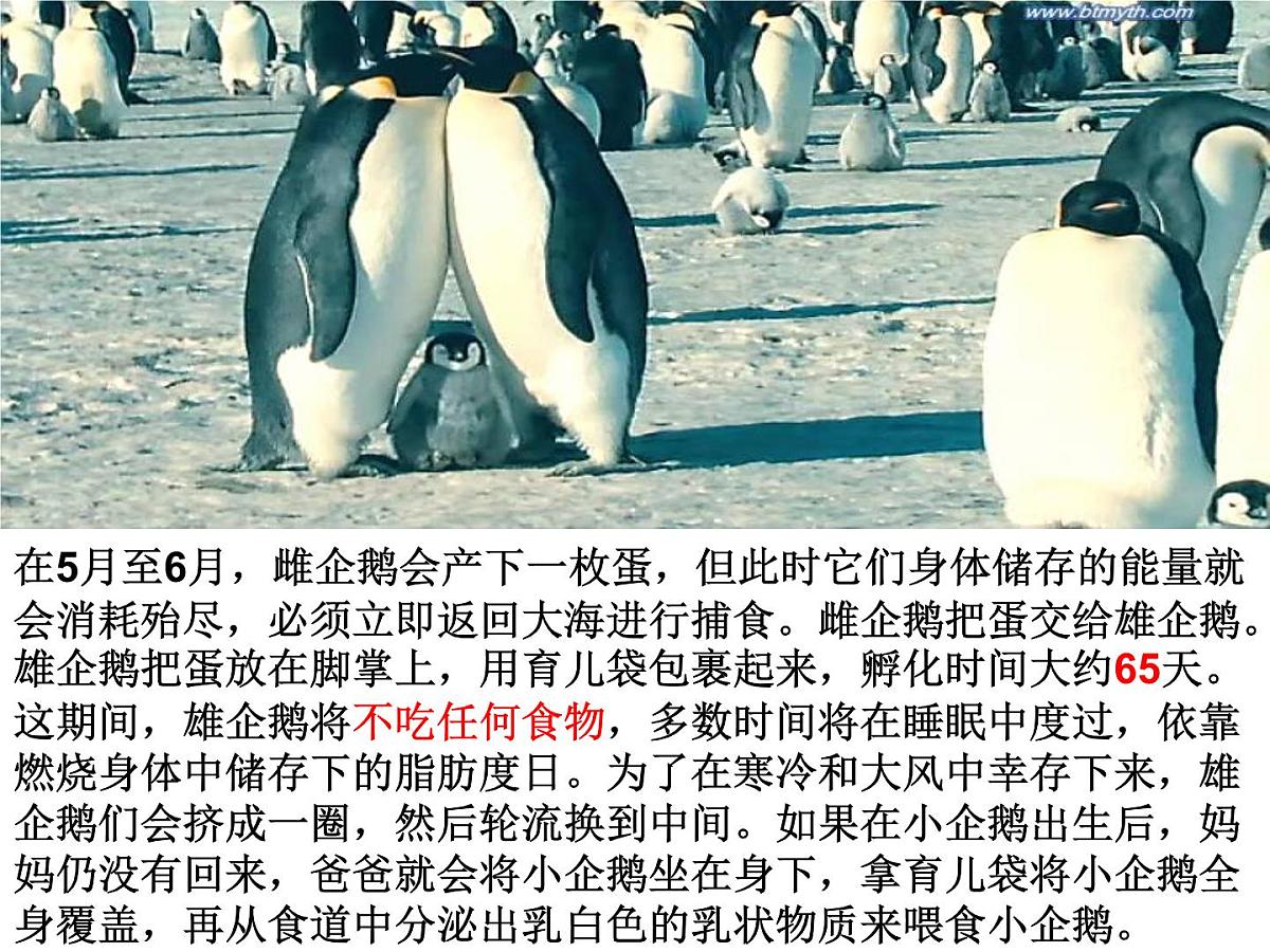 黑龙江省哈尔滨市依兰县达连河镇初级中学-主题班会-珍惜生命 健康成长【课件】第6页