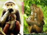 重慶市合川區(qū)錢塘鎮(zhèn)初級(jí)中學(xué)-主題班會(huì)-母愛【課件】
