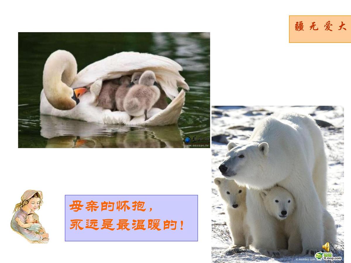重庆市合川区钱塘镇初级中学-主题班会-母爱【课件】第7页