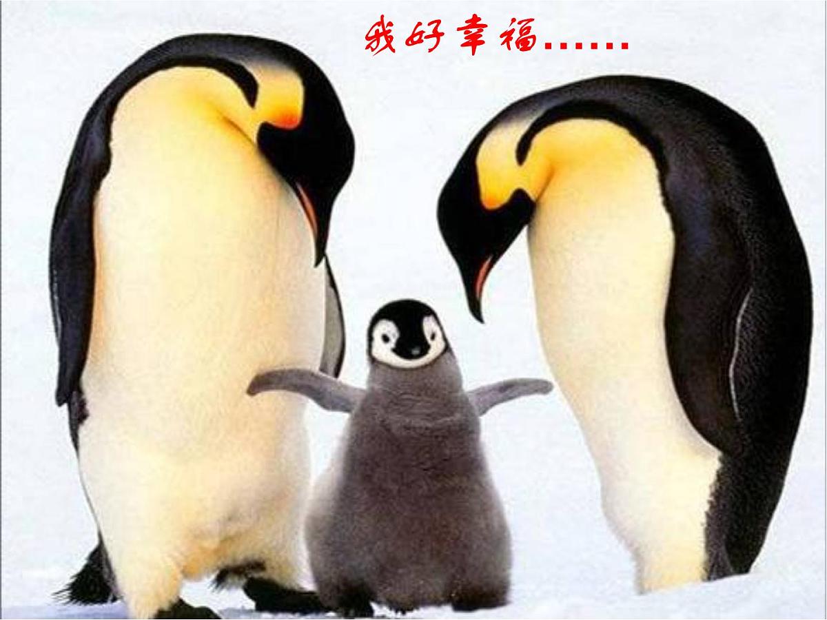 重庆市合川区钱塘镇初级中学-主题班会-母爱【课件】第8页