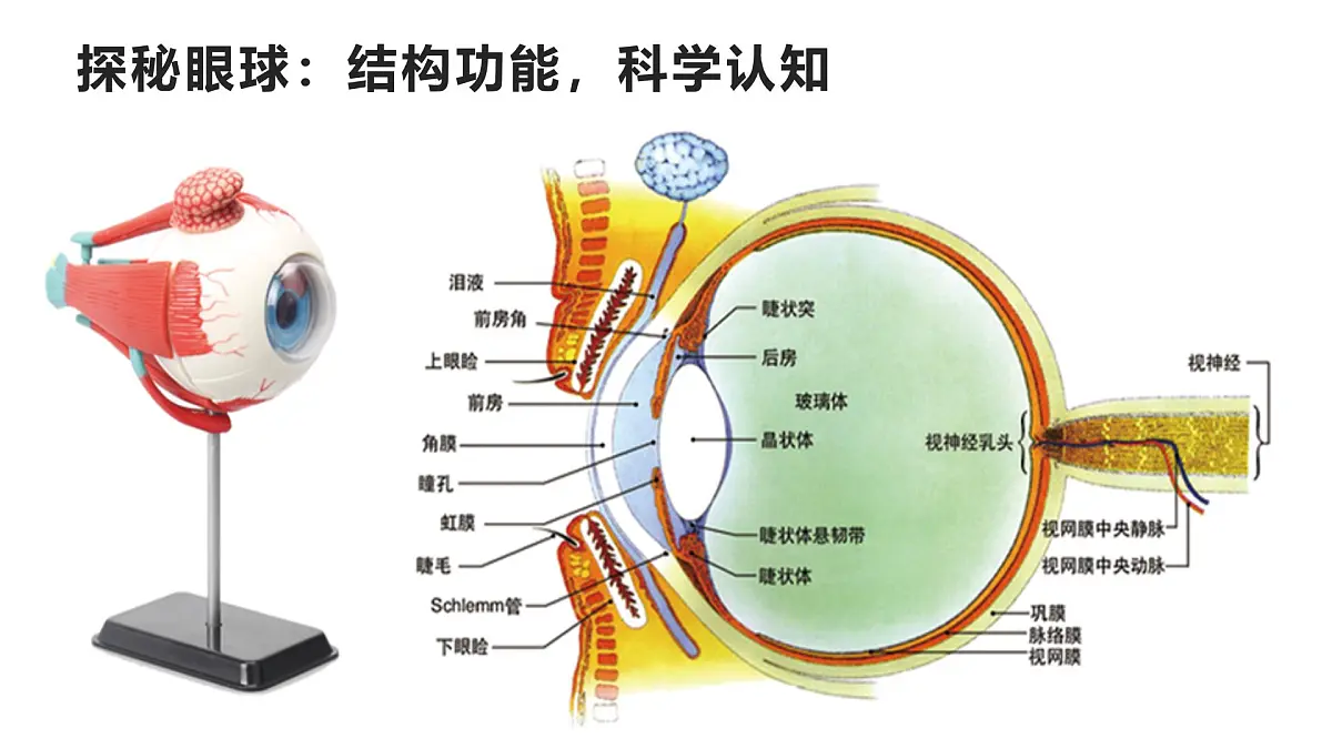 “睛”彩世界，从呵护开始——全国爱眼日主题班会课件第5页