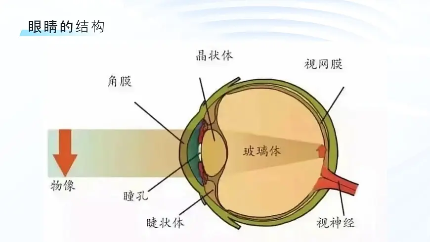 小小眼睛，大大世界——保护眼睛，预防近视爱眼日主题班会课件第7页