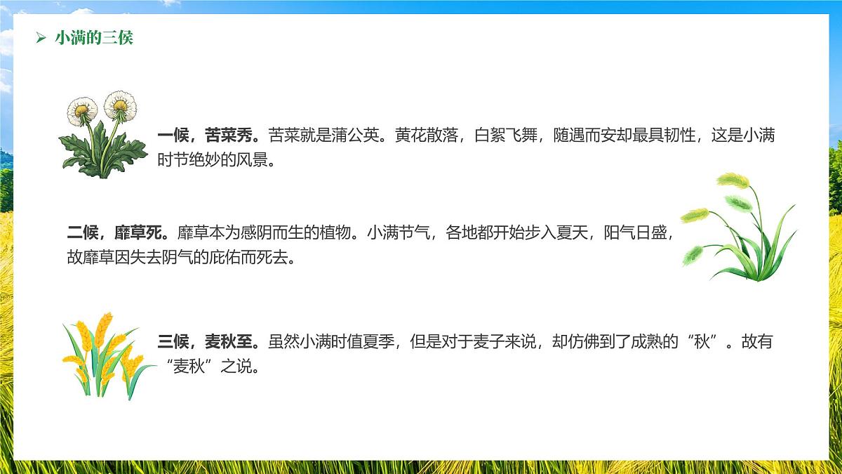 绿色画风中国传统二十四节气之小满课件第8页