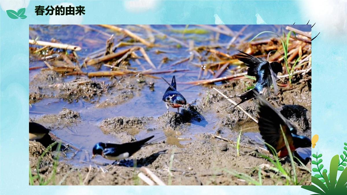 二十四节气-春风介绍（课件）-中国传统节日主题班会第8页