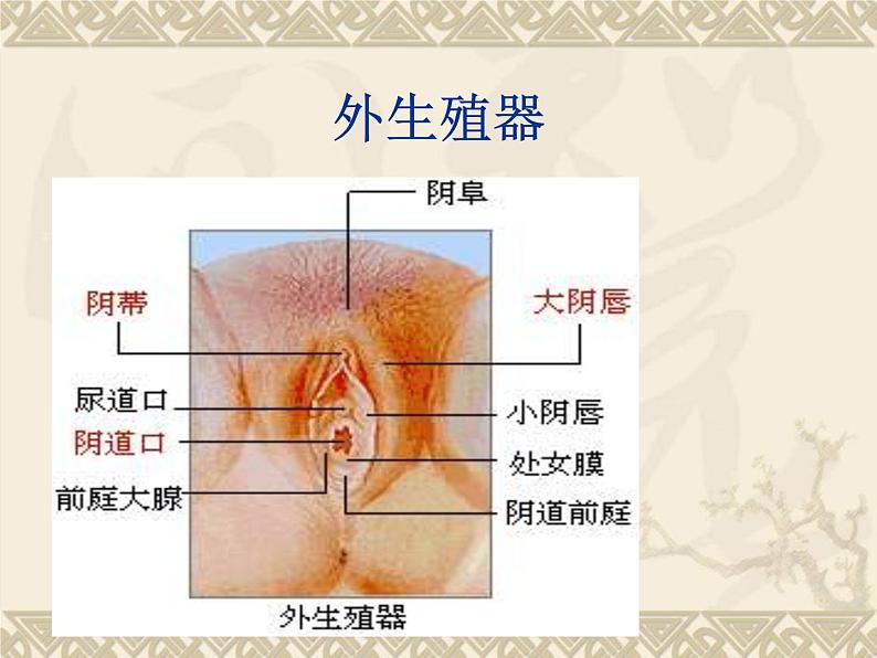 小学班会青春期卫生 课件04