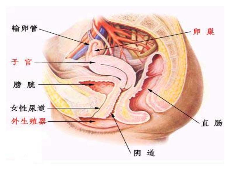 青春期性教育不应当回避 课件ppt06