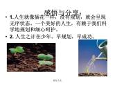 主题班会：插花人生PPT课件