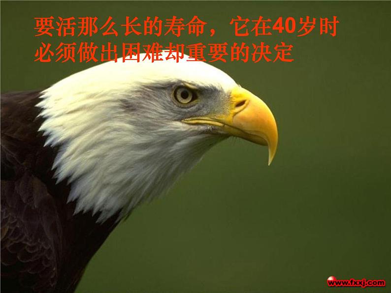 高三主题班会：不屈不挠、团结共赢ppt第7页