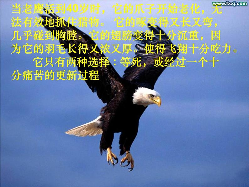 高三主题班会：不屈不挠、团结共赢ppt第8页