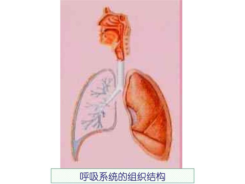 校园禁烟主题班会08