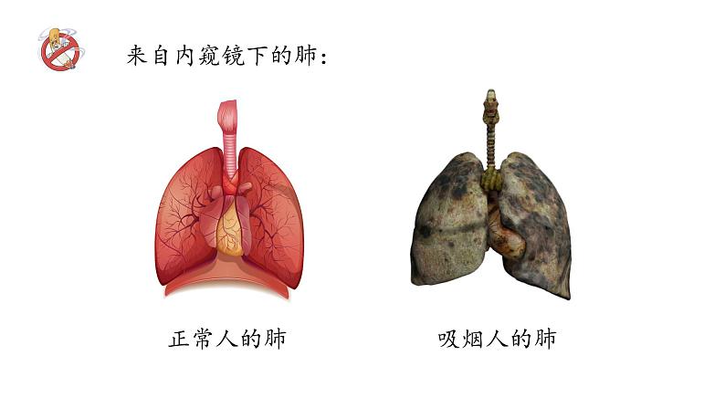 《摒弃吸烟陋习，呵护生命健康》主题班会课件03