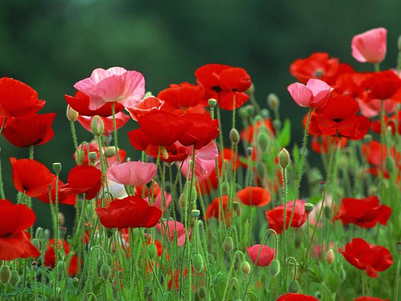 小学生禁毒教育课件_图文第1页