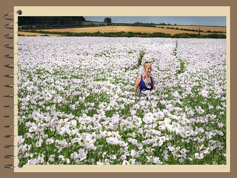 小学生禁毒教育课件_图文第2页