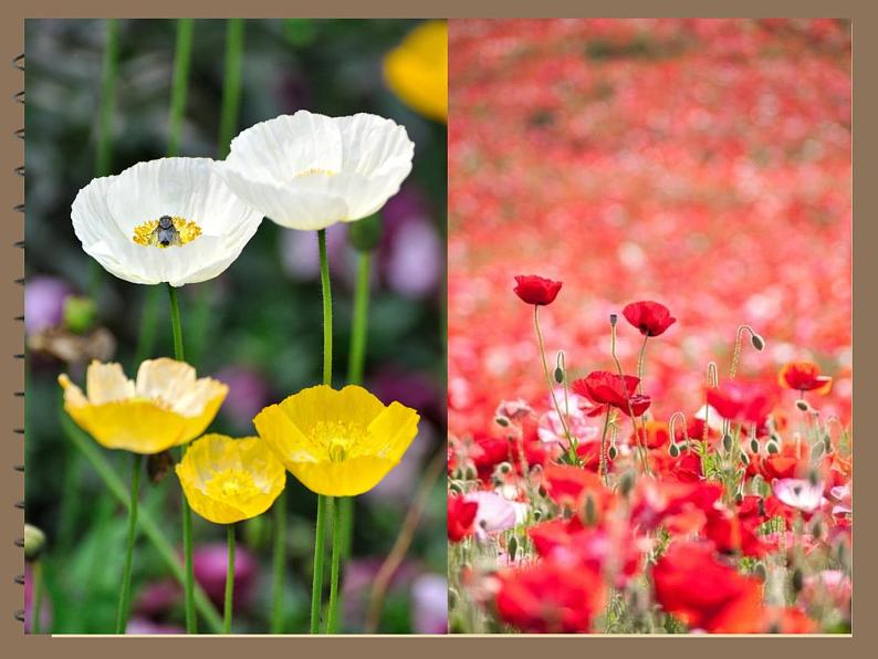 小学生禁毒教育课件_图文第3页