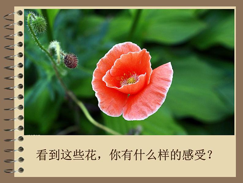 小学生禁毒教育课件_图文第4页