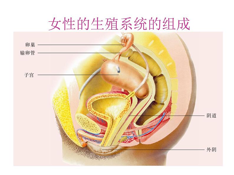 青春-让我们更美地绽放(青春期女生健康知识讲座)PPT课件07