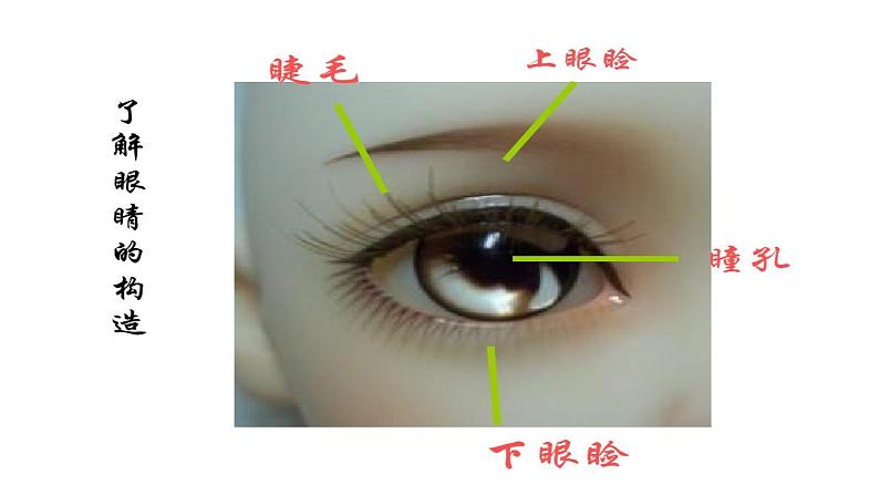 《爱护眼睛保护视力》讲课PPT第5页