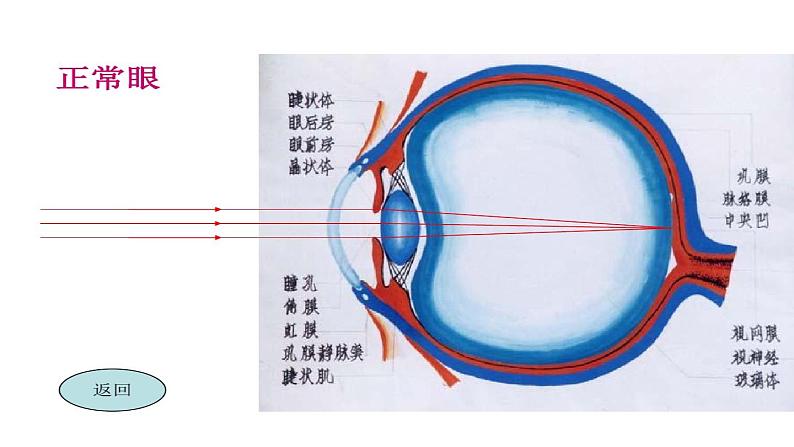 《爱护眼睛保护视力》讲课PPT第8页