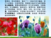 通用版主题班会《国际禁毒日》精品教学课件PPT优秀课件6