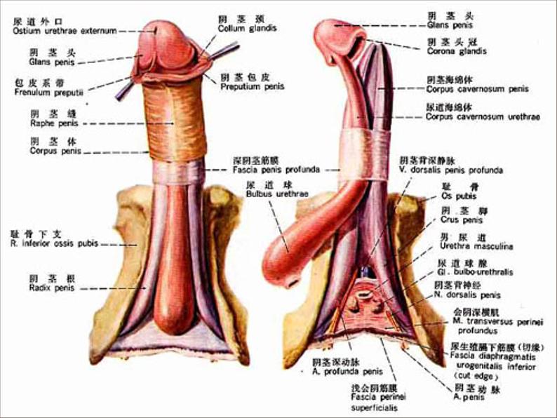 初中男生青春期健康教育课件07