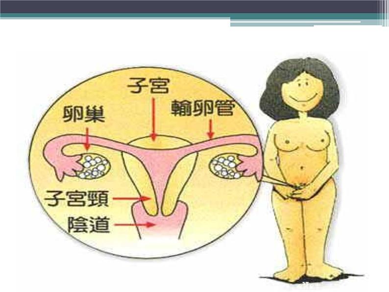 初中女生生理卫生讲座课件03