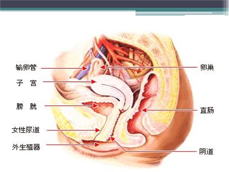 初中女生生理卫生讲座课件05