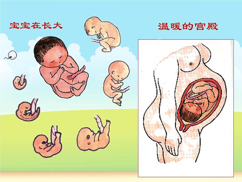 小学高年级男生青春期健康教育课件08