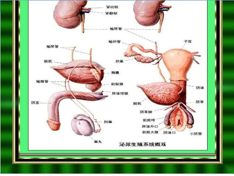 关注青少年健康(男)课件第5页