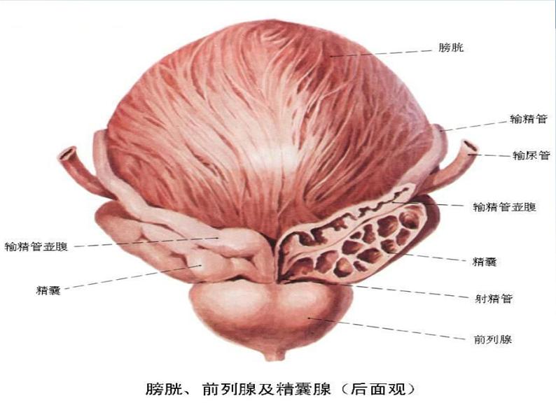 关注青少年健康(男)课件第6页